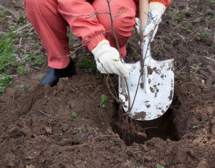 Ce sunt copacii și de ce este mai bine să plantați în toamnă