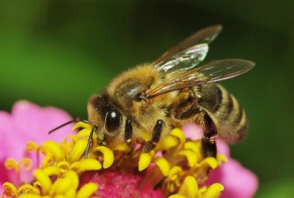 Як позбутися від алергії на бджіл