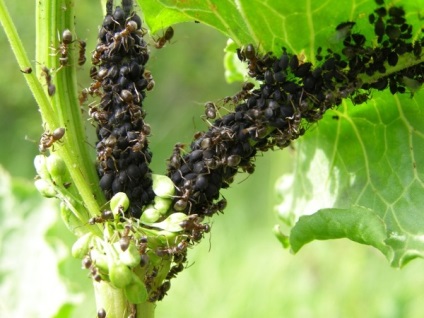 Hogyan lehet megszabadulni a hangyák a kert területén gyorsan és tartósan