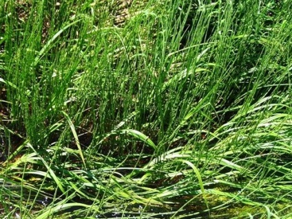 Cum să scapi de iarbă de grâu, 8 căi, frumusețea pământului