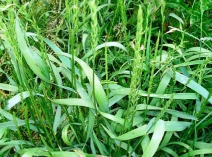 Cum să scapi de iarbă de grâu, 8 căi, frumusețea pământului