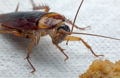 Как да се отървете от хлебарки в апартамент
