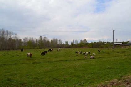 Як уникнути втрат в особистих підсобних господарствах