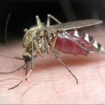 Як комарі знаходять свою жертву