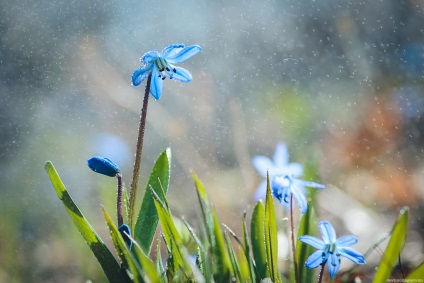 Як красиво сфотографувати краплі води на квітах