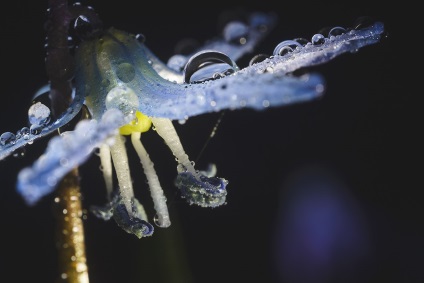 Як красиво сфотографувати краплі води на квітах