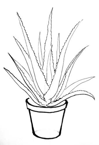 Hogyan kell felhívni aloe vera (döntetlen) Hogyan kell felhívni aloe vera