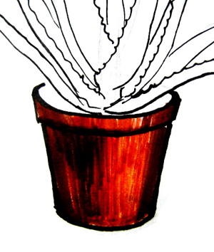 Hogyan kell felhívni aloe vera (aloe rajz) Hogyan kell felhívni aloe vera
