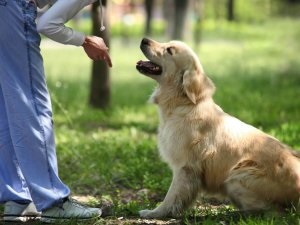 Cum să înveți un câine să dea o laba