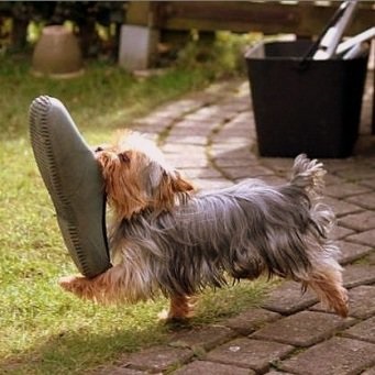 Cum să înveți un câine să aducă o echipă de papuci - aduceți-o