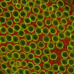 Ce culoare sunt celulele noastre răspunde la întrebările copiilor despre biologie - un digest de mediu