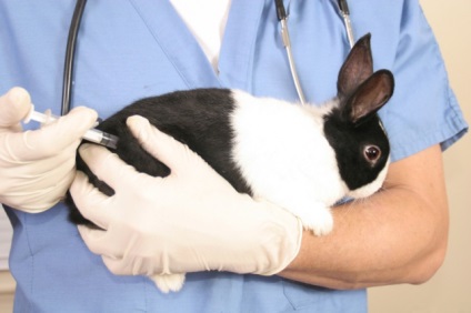 Як визначити, що ваш кролик хворий