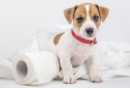 Ce miros este garantat pentru a speria câinii de pe covorul sau gazonul lor preferat
