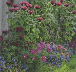 Cum de a alege combinații de culori pentru o grădină de flori, creați o grădină frumoasă