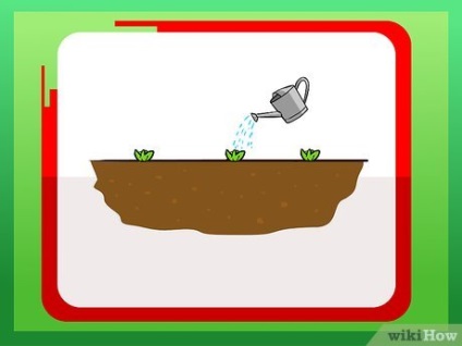 Як посадити капусту