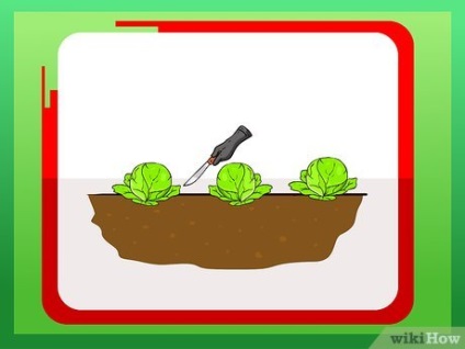Як посадити капусту