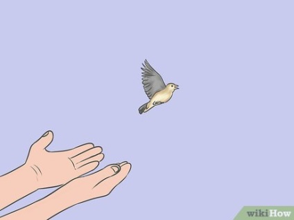 Cum să ai grijă de o pasăre care a lovit geamul