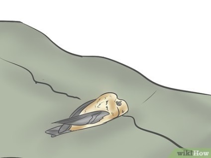 Як подбати про птаха, яка вдарилася об шибку