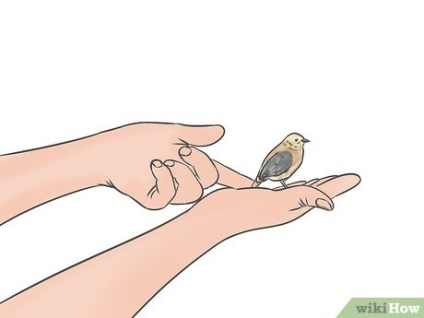 Hogyan kell vigyázni a madár, amely ütött az ablaküveg