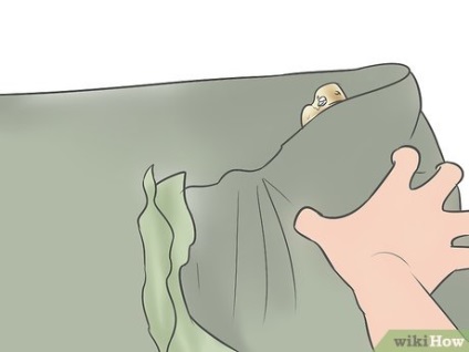 Cum să ai grijă de o pasăre care a lovit geamul