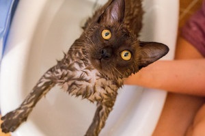 Cum sa speli o zi de pisica