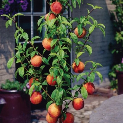 Cum să aranjați pomii fructiferi în zona grădinii