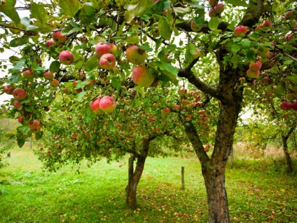 Як правильно розмістити плодові дерева на ділянці
