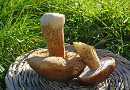 Як правильно сушити гриби