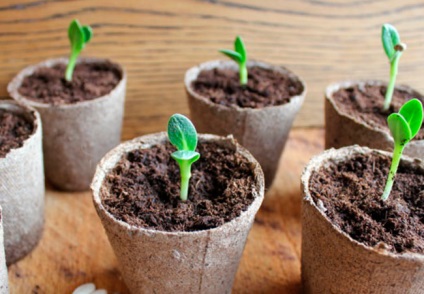 Hogyan rendesen ültetni squash tőzeg cserépben
