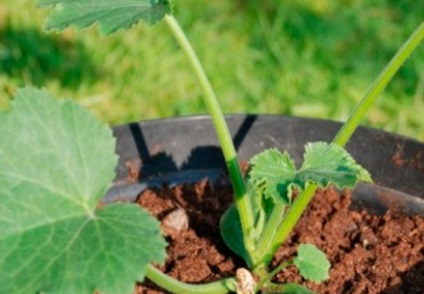 Hogyan rendesen ültetni squash tőzeg cserépben