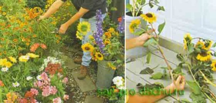 Як правильно засушувати квіти для букетів