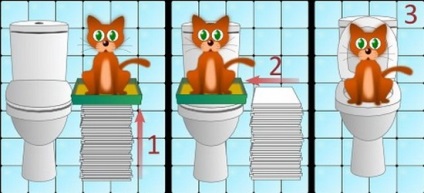 Cum să antrenezi o pisică la toaletă