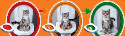 Cum să antrenezi o pisică la toaletă
