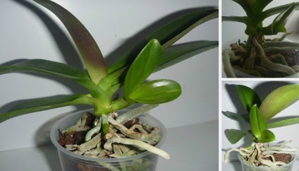 Як розмножити орхідею в домашніх умовах живцями, насінням та квітконосом - інструкція з фото і