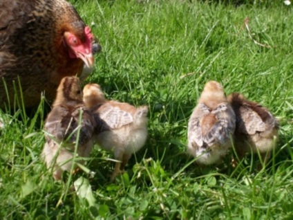 Cum de a reproduce găinile - plate și cabana - altele