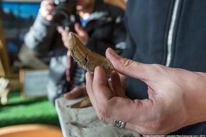 Cum de a restaura dinozaurii, știri de fotografie