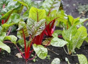 Cum să planteze semințe de sfeclă, răsaduri, îngrijire specială