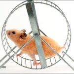 Cum să faci o cușcă pentru un hamster cu mâinile tale