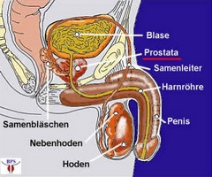 Cum ajuta semințele de mărar cu prostatita