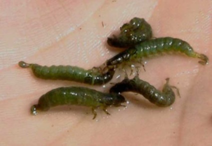 Cum să păstreze muștele caddis pentru pescuit, larve caddisfly - momeală pe tot parcursul sezonului