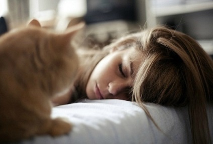 Hogyan aludni, miután egy otthon lenni miau - Macskák körül