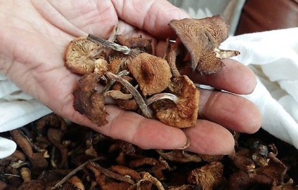 Cum se usucă agaricul de miere la domiciliu pentru iarnă