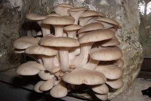 Cum se usuca mierea agarica in conditii de uscare pas cu pas, ciuperci