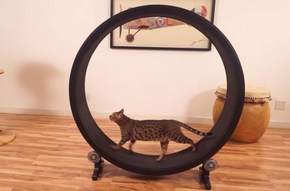 Як своїми руками зробити колесо для кішок