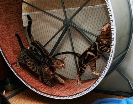 Як своїми руками зробити колесо для кішок