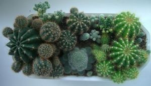 Cactus proprietăți utile