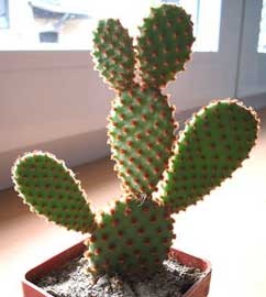 Cactus proprietăți utile