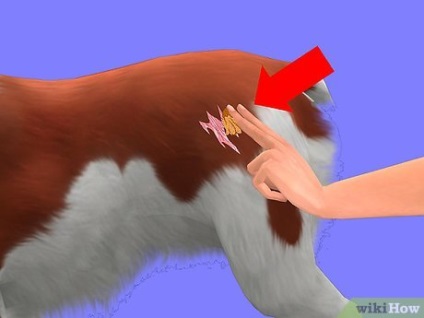 Cum să eliminați guma de mestecat din blana unui câine