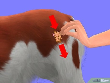 Cum să eliminați guma de mestecat din blana unui câine