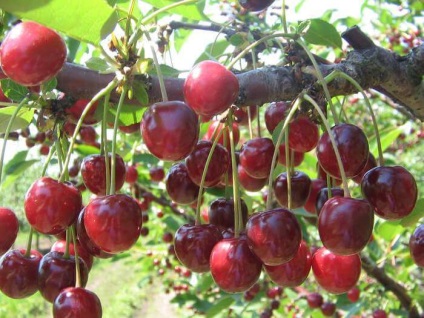Cum să crească cireșe și prune din butași verzi